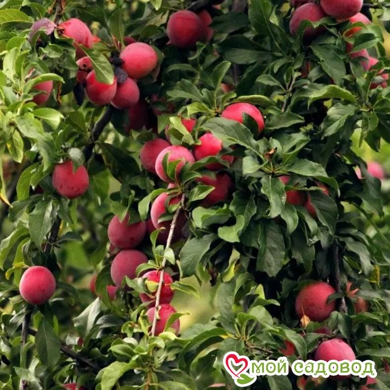 Алыча Весеннее пламя