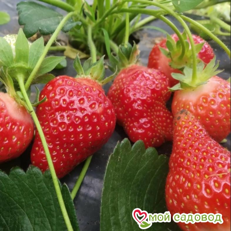 Клубника Сан-Андреас