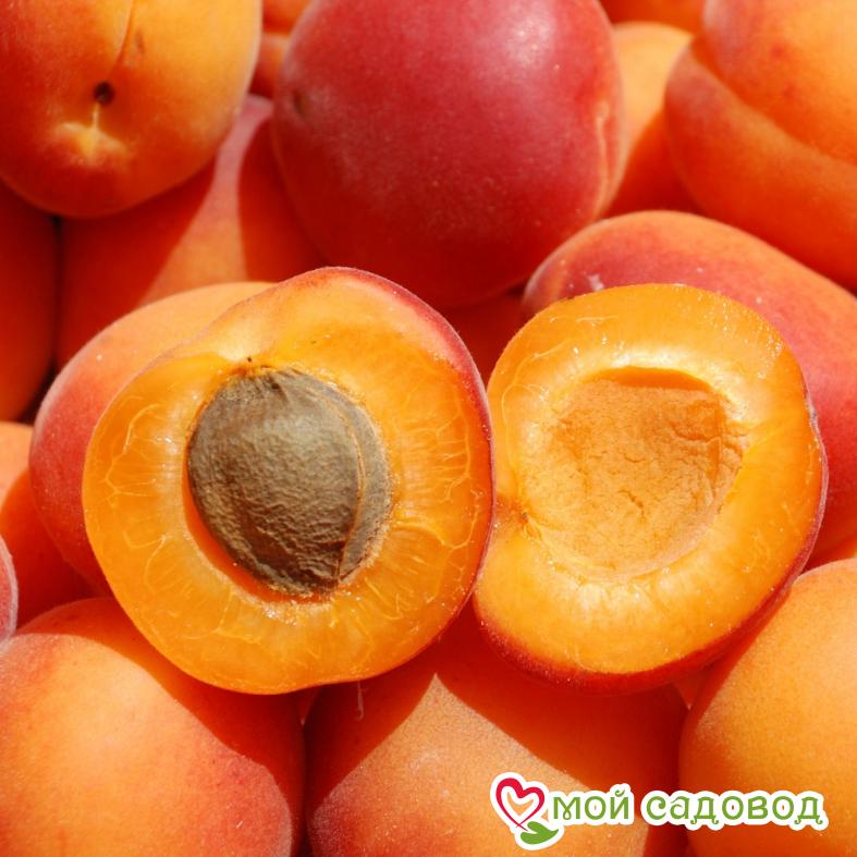 Абрикос Краснощекий (Великолепный джем)