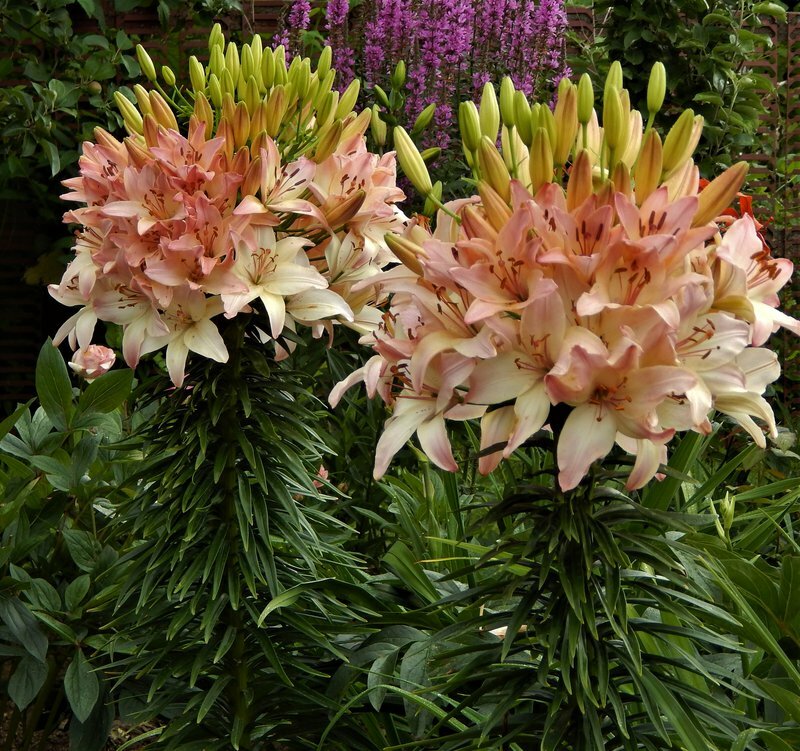 Азиатской многоцветковая Лилия Марлен