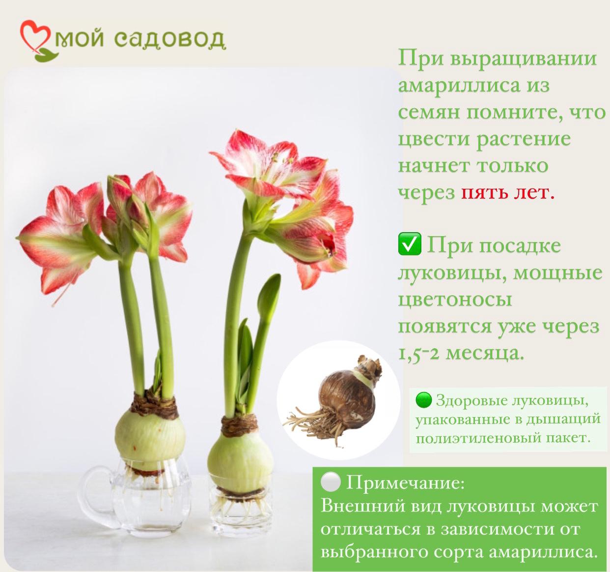 АМАРИЛЛИС ДАБЛ ДРАКОН