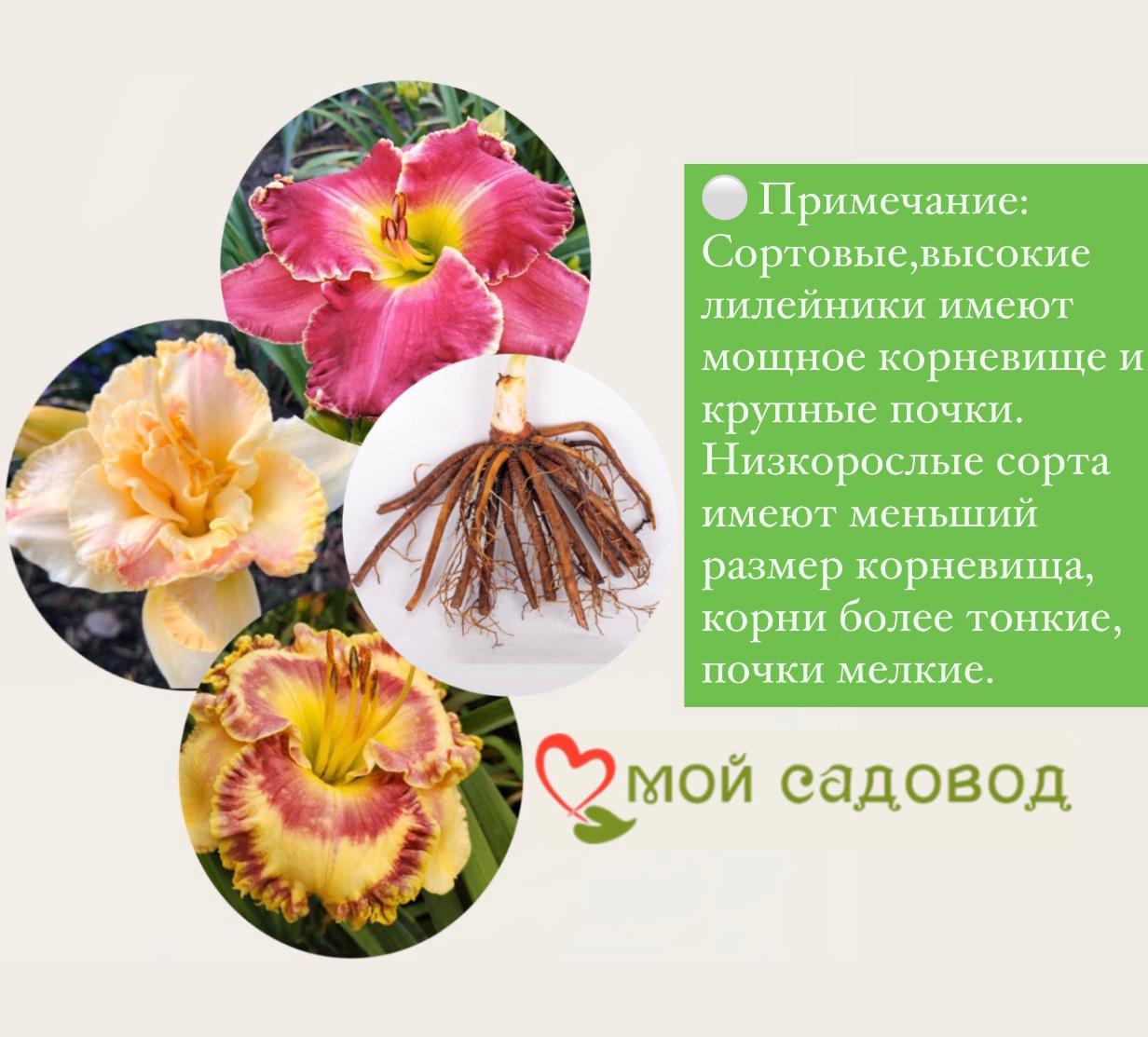 ЛИЛЕЙНИК АМАДЕУС / AMADEUS