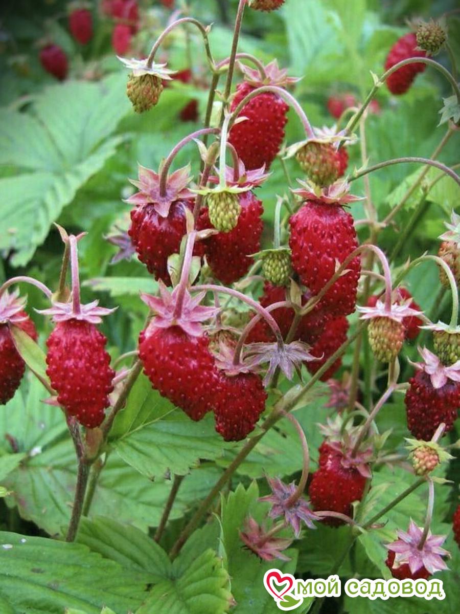 Земляника ремонтантная Али-Баба