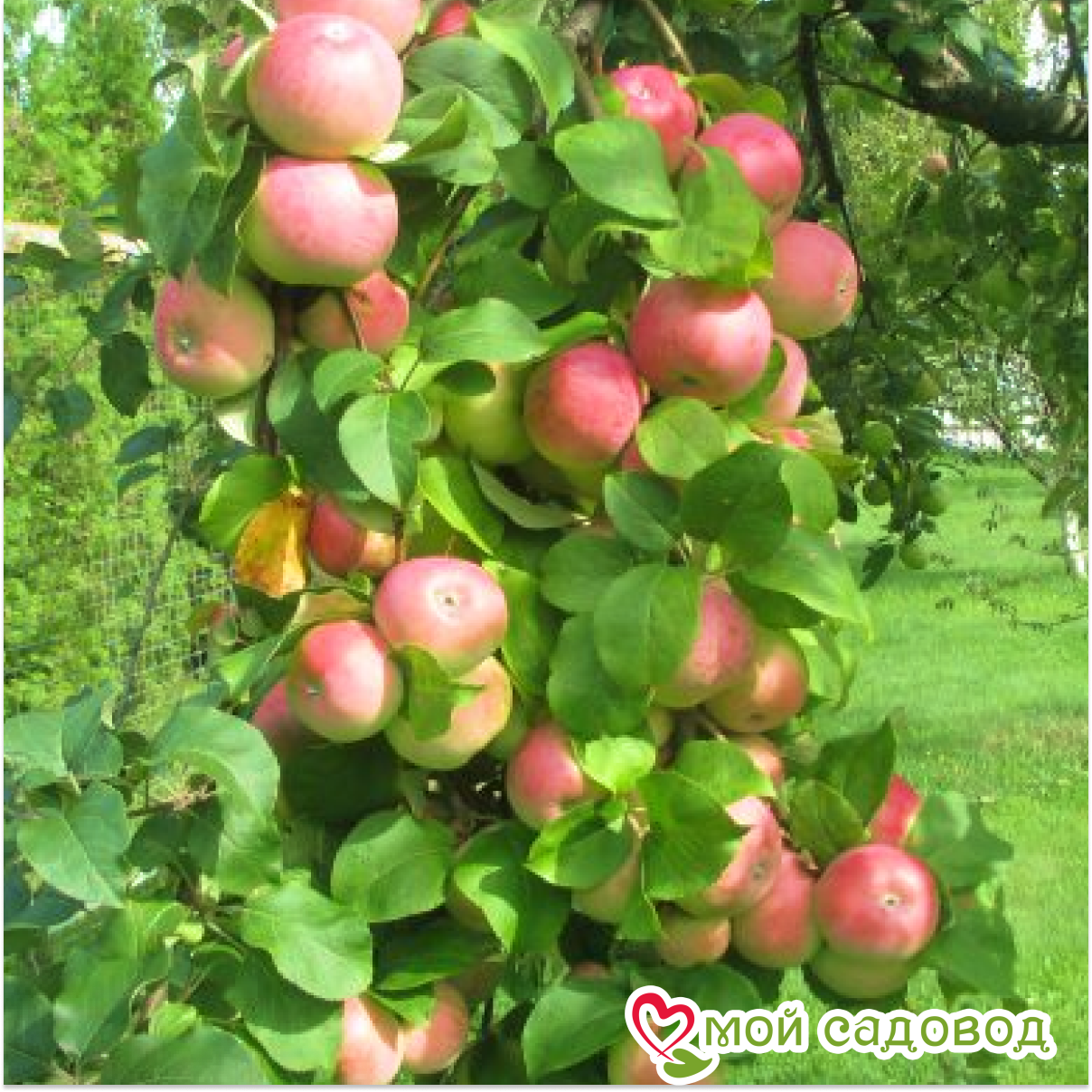 Яблоня Память Тихомирова