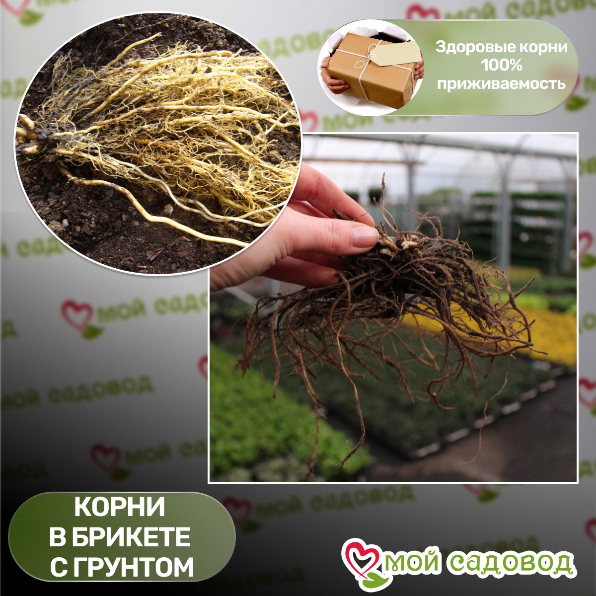 Флокс Цыганская Венгерка