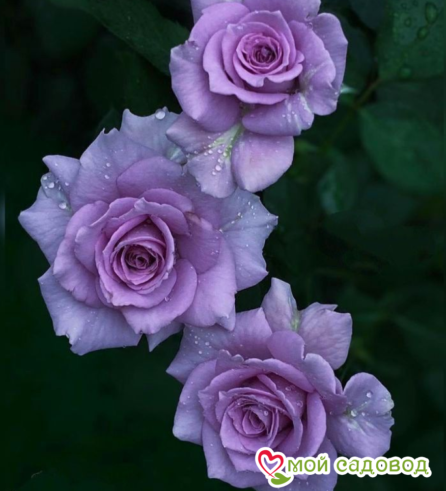 Роза Ретро Любовь