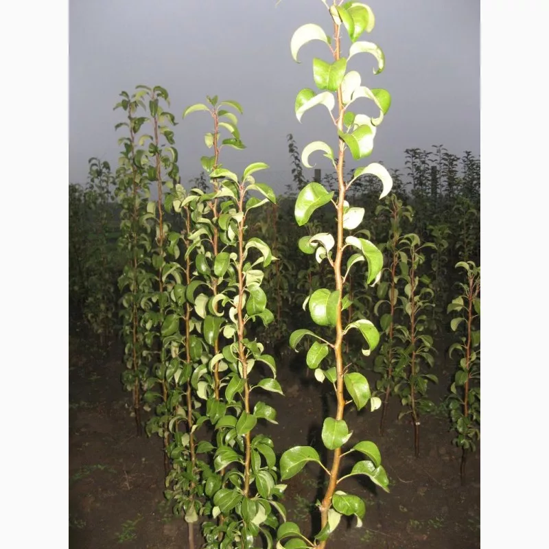 Груша Изобилие